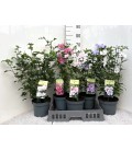 Hibiscus Syriacus Ø19 h 50
