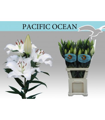 Lys Pacific Ocean 105 cm