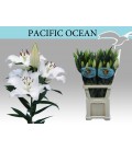 Lys Pacific Ocean 100 cm