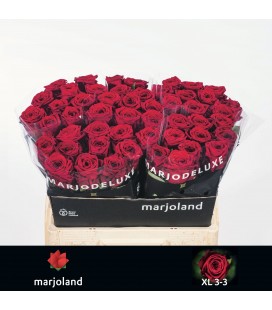 Rose Red Naomie 55 cm