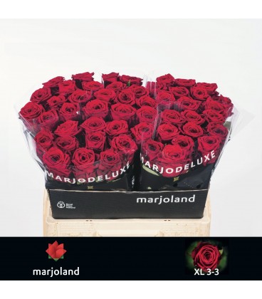 Rose Red Naomie 55 cm