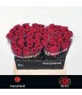 Rose Red Naomie 55 cm