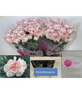 Oeillet Damacus Pastel x 20