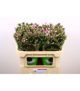 Phlox pink eyes 70 cm