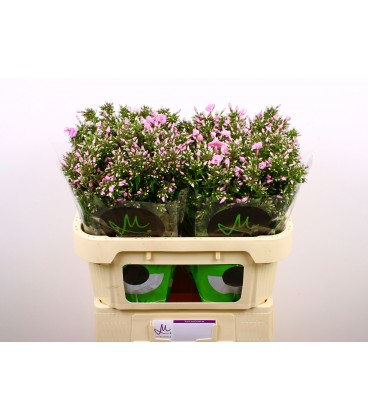 Phlox pink eyes x 30