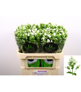 Phlox Icecap 70 cm