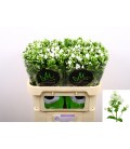 Phlox Icecap 70 cm