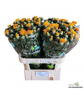Carthamus zamzibar 80 cm