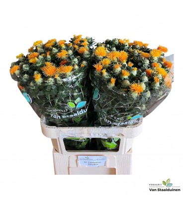 Carthamus zamzibar 80 cm