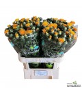 Carthamus zamzibar 80 cm