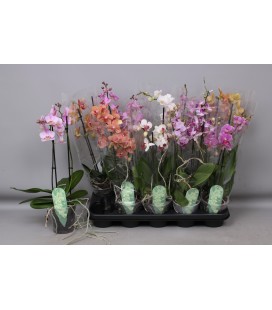 Phalaeno MF Ø 12 H 45 CM