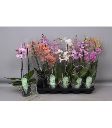 Phalaeno MF Ø 12 H 45 CM
