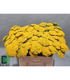 Achilée Park variety 60 cm