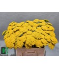 Achilée Park variety 70 cm