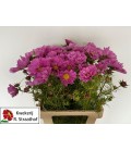 Cosmos Bipinnatus 70 cm 