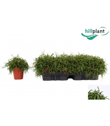 Rhipsalis oasis pot de 09