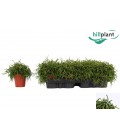 Rhipsalis oasis pot de 09