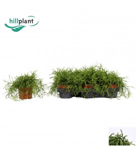 Rhipsalis oasis pot de 10.5
