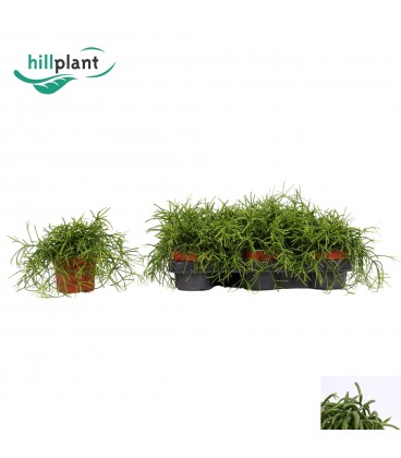 Rhipsalis oasis pot de 10.5