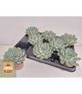 Echeveria Aurora Ø 8.50