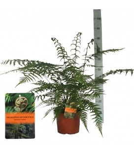Dicksonia   Ø 24 h 70 ( fougere )
