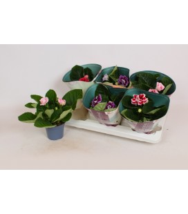 Gloxinia mix pot de 12