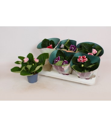 Gloxinia mix pot de 12