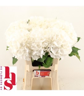 Hortensia White verena 60 cm