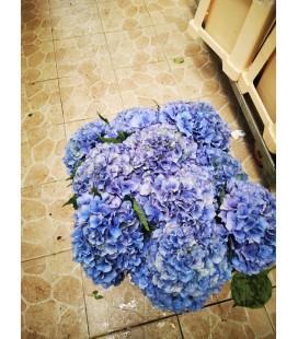 Hortensia Roy Palace CL 60 cm