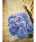 Hortensia Roy Palace CL 60 cm