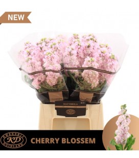 Giroflée Impala Cher Bl 50 cm