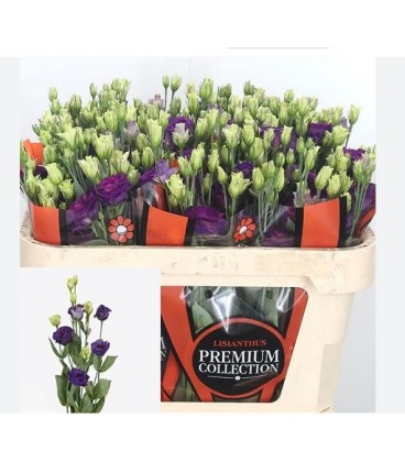 Lisianthus Rosita Violet