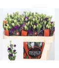 Lisianthus Rosita Violet