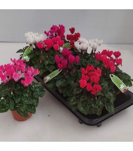 Cyclamen Mini Pot de 10.50