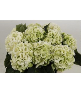 Hortensia Verena Clas ROUGE 80 cm
