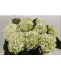 Hortensia Verena Clas vert 80 cm