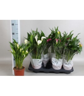 Calla mix pot de 13