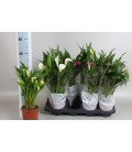 Calla mix pot de 13