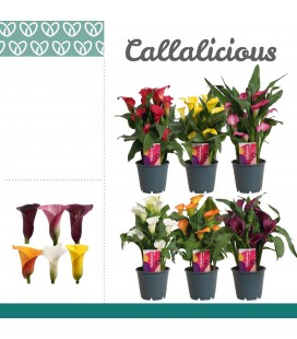 Calla mix pot de 14 