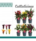 Calla mix pot de 14 h 40