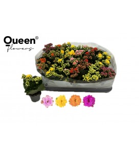 Kalanchoe mix 4 coul Ø 06