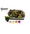 Kalanchoe mix 4 coul Ø 06