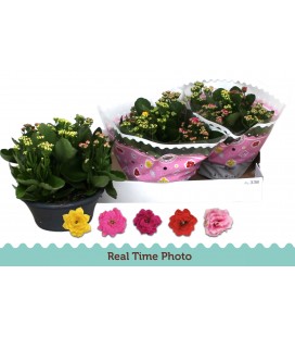 Kalanchoe coupe carnal Ø 23