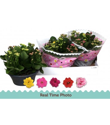 Kalanchoe carnal Ø 23