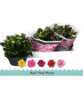 Kalanchoe carnal Ø 23