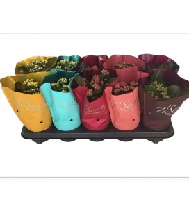 Kalanchoe Ø 10.50