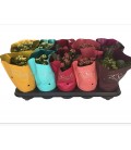 Kalanchoe Ø 10.50