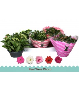 Kalanchoe coupe 23 cm diff coul