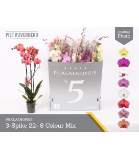 Phalaeno mix Ø 12 70 cm 3b