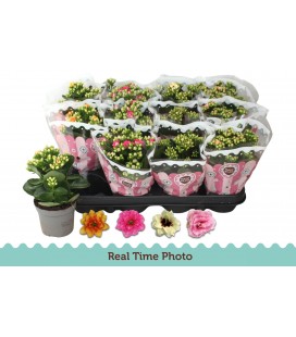 Kalanchoe mix Ø 09